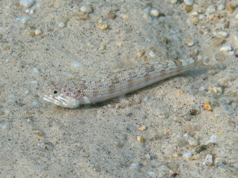 Synodus saurus - Pesce lucertola